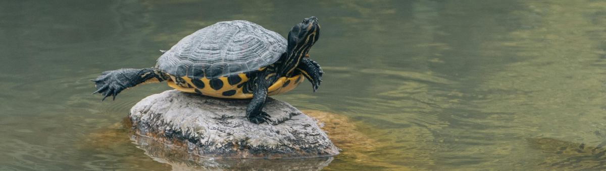 La tua tartaruga è più attiva del solito? Scopri perché!