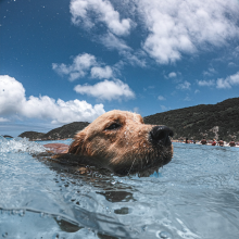 Notizie dal blog: Il cane e il gioco d’acqua: come divertirsi in sicurezza
