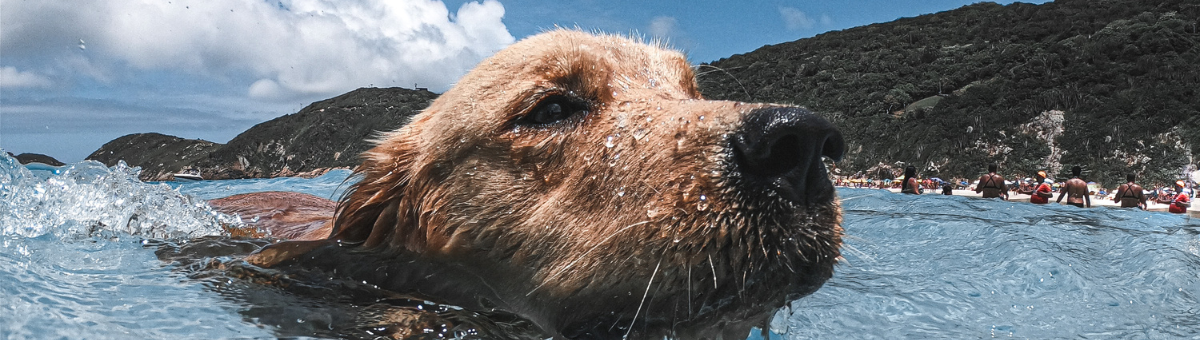 Il cane e il gioco d’acqua: come divertirsi in sicurezza
