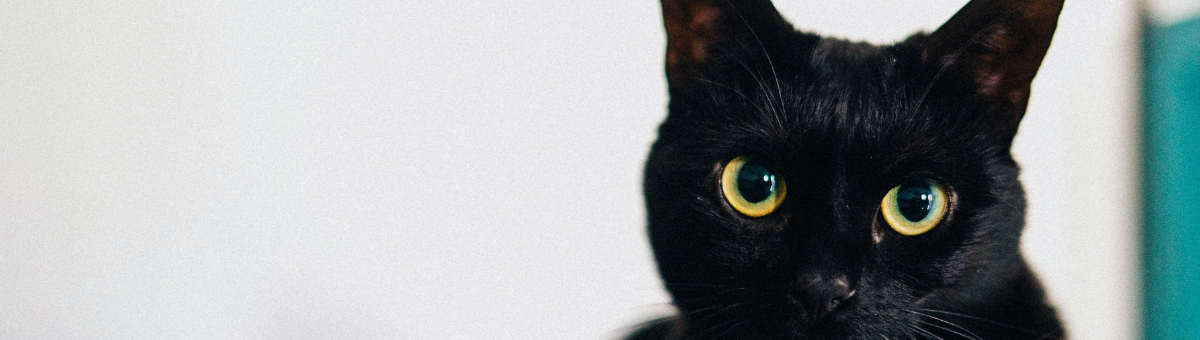 Prendersi cura di un gatto anziano