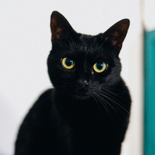 Notizie dal blog: Prendersi cura di un gatto anziano
