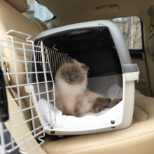 Notizie dal blog: Gatti in viaggio: come ridurre lo stress da trasportino