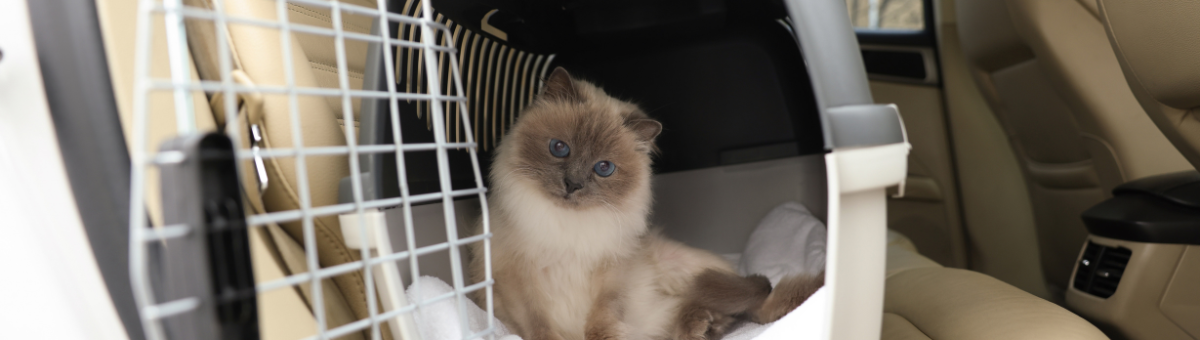 Gatti in viaggio: come ridurre lo stress da trasportino