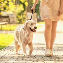 Notizie dal blog: Cani e calore: proteggi le zampette