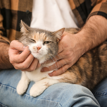 Notizie dal blog: Gatto e cambiamenti: come gestire il ritorno alla quotidianità