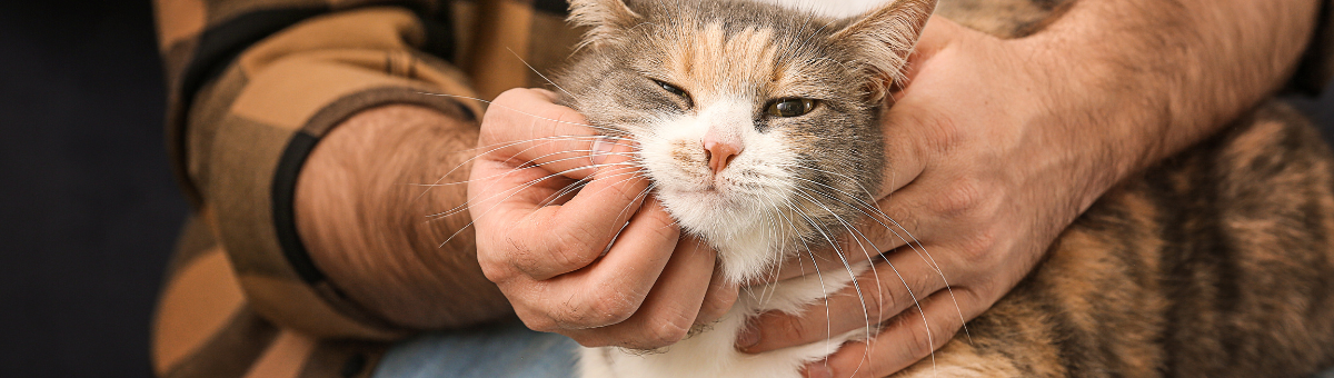 Gatto e cambiamenti: come gestire il ritorno alla quotidianità