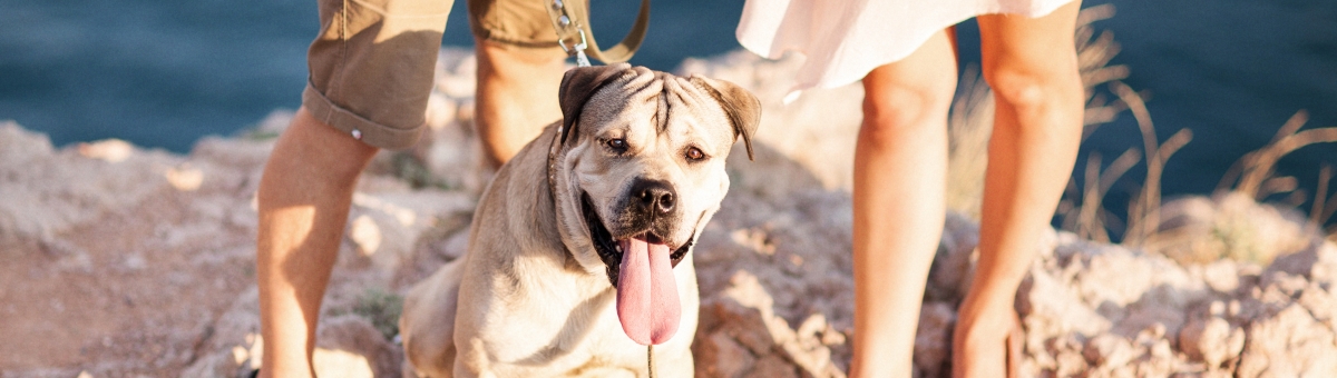 Dove lasci il tuo pet quando vai in vacanza?