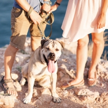 Notizie dal blog: Dove lasci il tuo pet quando vai in vacanza?