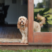 Notizie dal blog: Back to routine: come aiutare il cane a ritrovare i suoi ritmi
