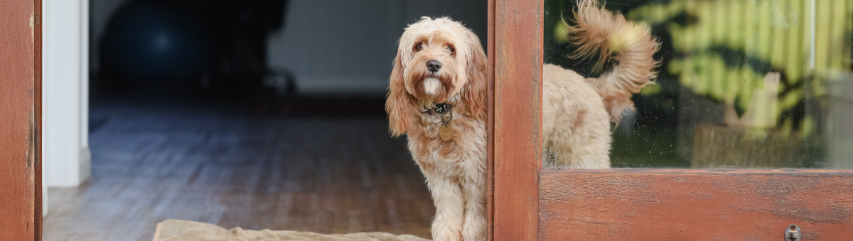 Back to routine: come aiutare il cane a ritrovare i suoi ritmi