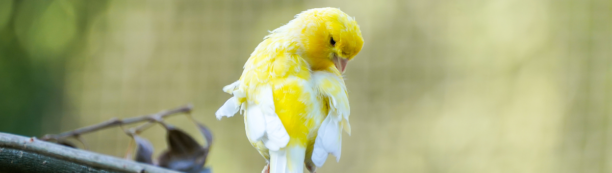Piume in ordine: perché gli uccelli si puliscono di continuo?
