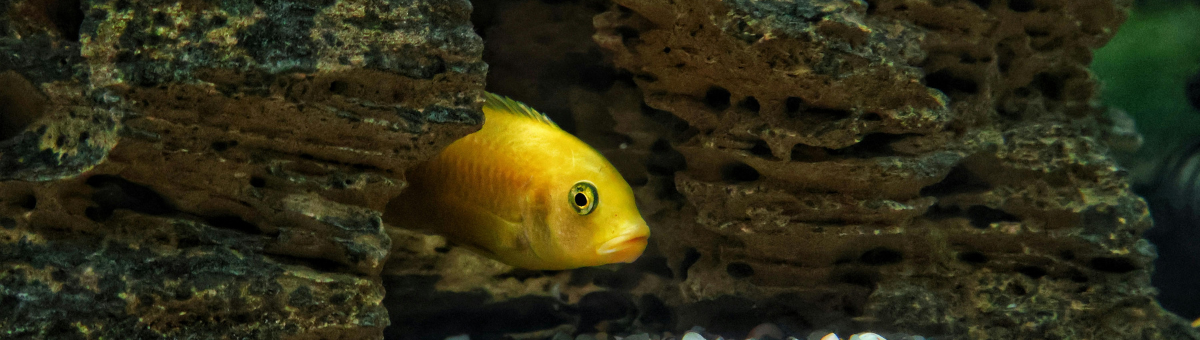 Perché i pesci amano nascondersi? Ecco cosa sapere!