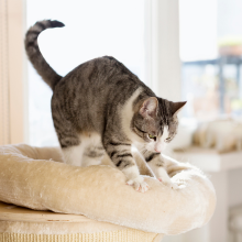 Notizie dal blog: Perché il gatto impasta con le zampe?