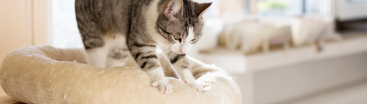 Perché il gatto impasta con le zampe?