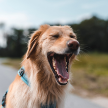 Notizie dal blog: Perché il cane sbadiglia? Non è sempre sonno