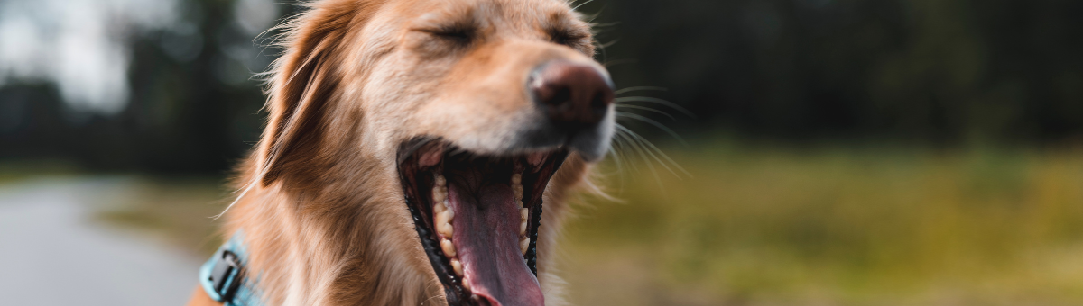 Perché il cane sbadiglia? Non è sempre sonno