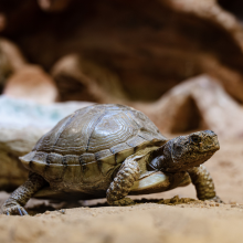 Notizie dal blog: Quanto è intelligente la tua tartaruga?
