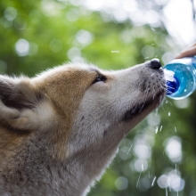 Notizie dal blog: Gli animali e il caldo