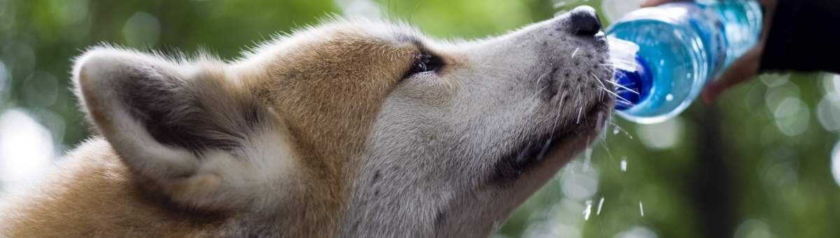 Gli animali e il caldo