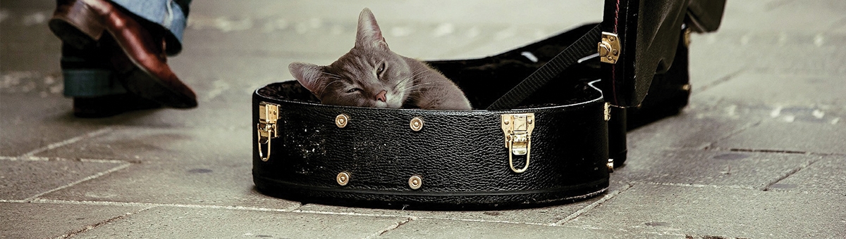 Animali e musica