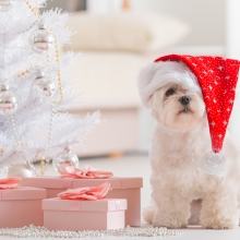 Notizie dal blog: Niente animali sotto l'albero!