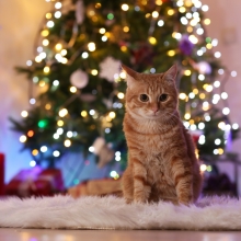 Notizie dal blog: Il gatto e l'albero di Natale