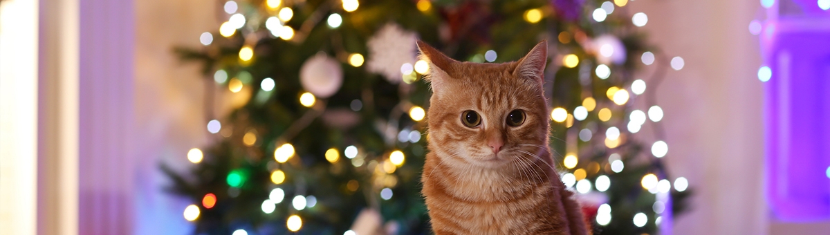Il gatto e l'albero di Natale