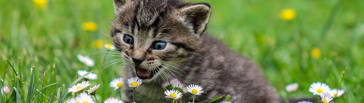 Gatti e piante: un potenziale pericolo