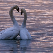 Notizie dal blog: Un amore che dura tutta la vita: gli animali monogami