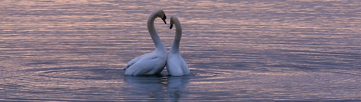 Un amore che dura tutta la vita: gli animali monogami