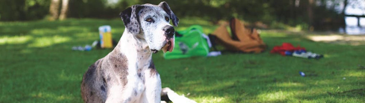 Come prenderci cura dei nostri cuccioli in primavera