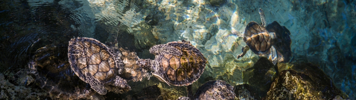 Costruiamo insieme un acquario per tartarughe