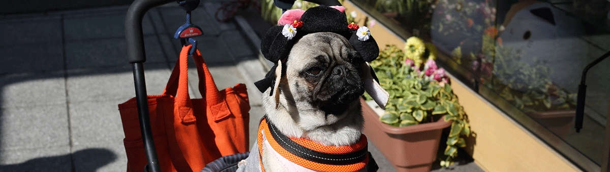 Tutto quello che c'è da sapere sul passeggino per cani