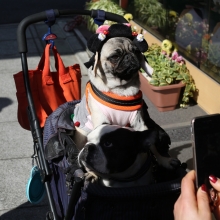 Notizie dal blog: Tutto quello che c'è da sapere sul passeggino per cani