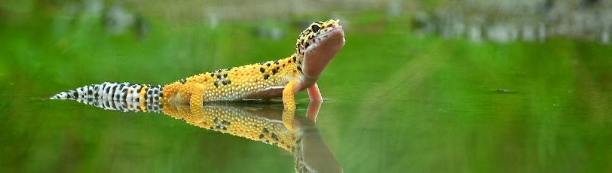 Curiosit&agrave; sul geco leopardino