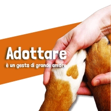 Notizie dal blog: Adottare è un gran gesto d'amore: Ayoka con Leidaa, inizia la collaborazione!