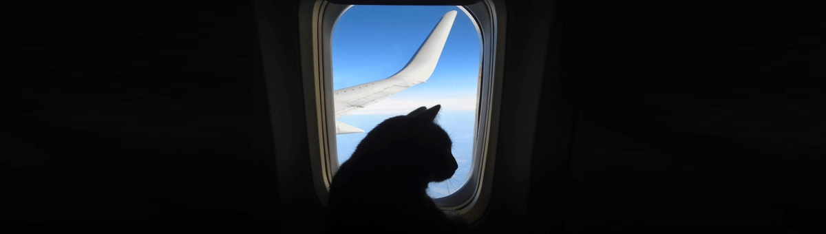 Viaggiare in aereo con animali domestici