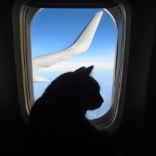 Notizie dal blog: Viaggiare in aereo con animali domestici