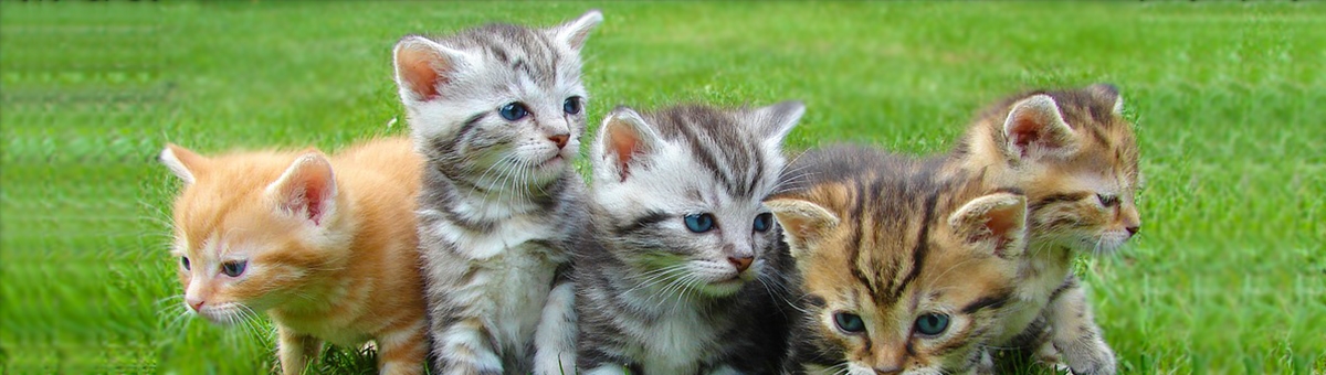 Il linguaggio dei gatti